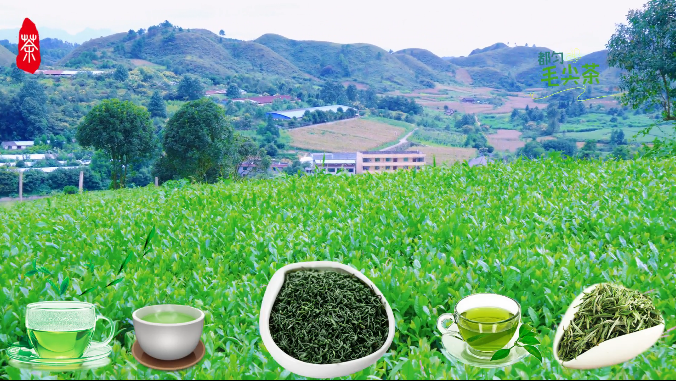 都匀毛尖一片绿