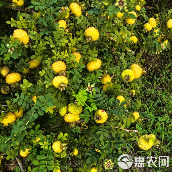 图集1
