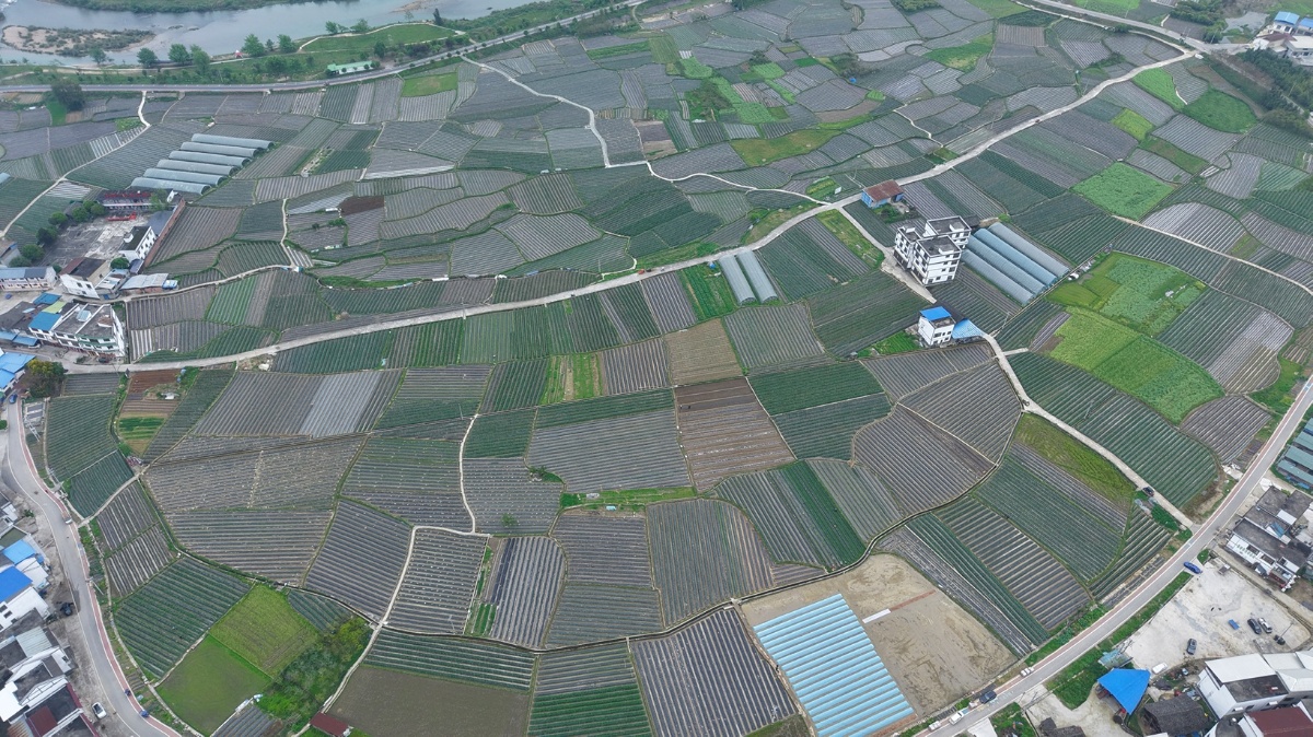 三都县的田间地头水稻育秧如火如荼.jpg