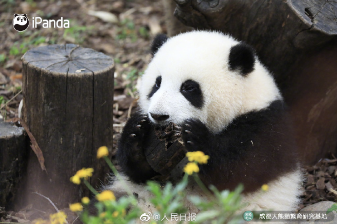 导游介绍大熊猫&ldquo;花花&rdquo;时言论不当，涉事旅行社致歉！